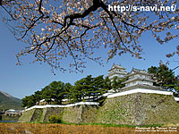 島原城の桜