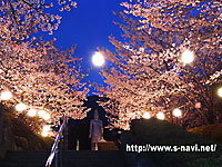 島原観音公園の夜桜